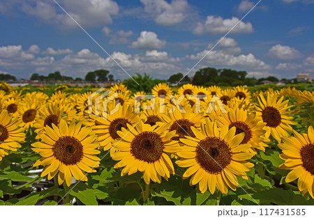 盛夏に咲くヒマワリの花 117431585