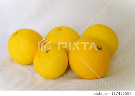 西内小夏 117431597