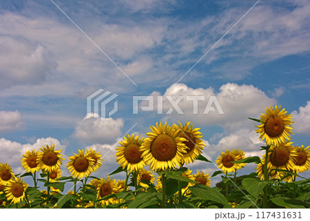 盛夏に咲くヒマワリの花 117431631