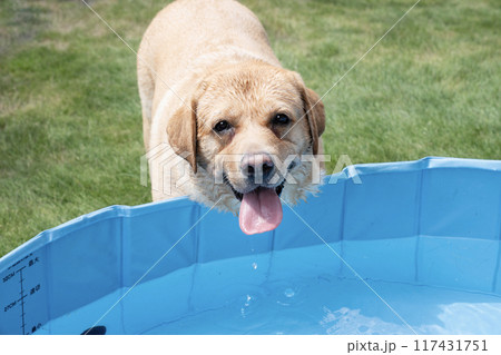 水遊びをして微笑むラブラドールレトリバー 117431751