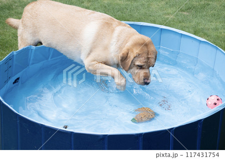 水遊びをするラブラドールレトリバー 水遊びをするラブラドールレトリバー 117431754