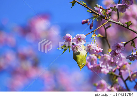 河津桜とメジロ 117431794