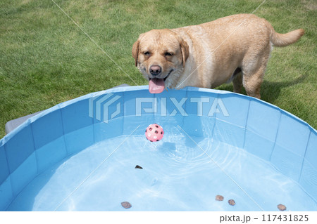 水遊びをするラブラドールレトリバー 水遊びをするラブラドールレトリバー 117431825