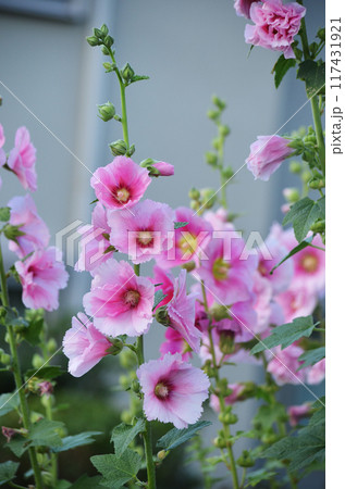 ピンク色のタチアオイ 117431921