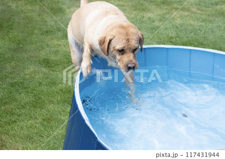 水遊びをするラブラドールレトリバー 水遊びをするラブラドールレトリバー 117431944