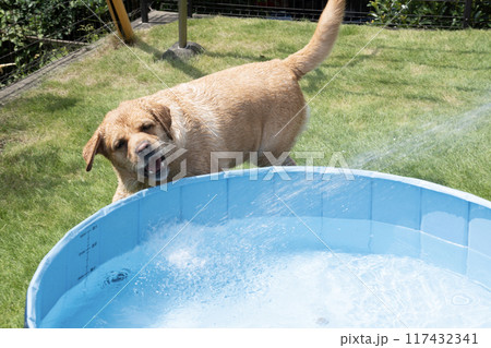 庭で水遊びをするラブラドールレトリバー 庭で水遊びをするラブラドールレトリバー 117432341