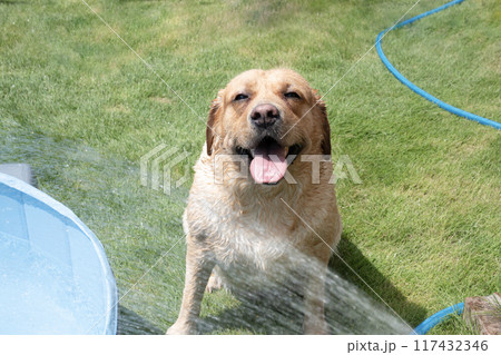 水遊びをするラブラドールレトリバー 117432346