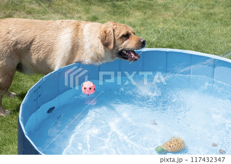 水遊びをするラブラドールレトリバー 117432347
