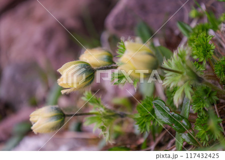 ツクモグサ ツクモグサ 117432425