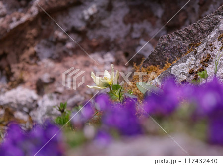 ツクモグサ ツクモグサ 117432430