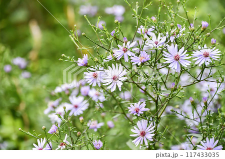 アスター 117433035