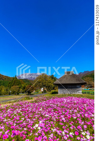 コスモスと茅葺屋根 117433039