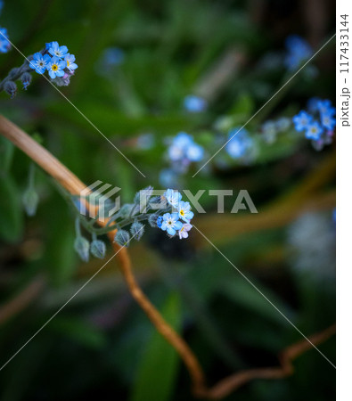 足元に咲く小さなノハラムラサキの花 117433144