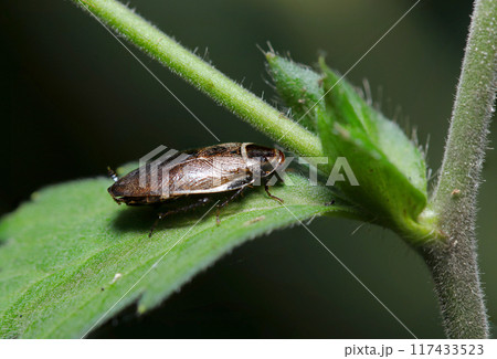 青葉上に白い襟巻き柄が特徴のヒメクロゴキブリの成虫（自然光＋ストロボ、マクロ接写撮影） 117433523