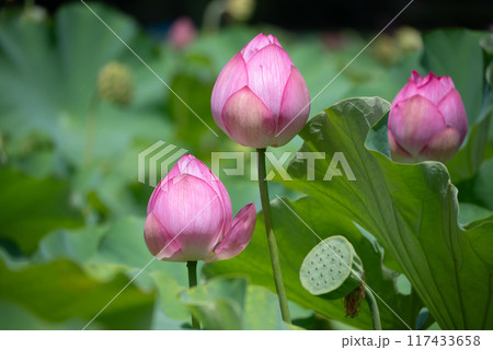 開花前の可愛らしい蓮の花 東京上野公園不忍池 開花前の可愛らしい蓮の花 東京上野公園不忍池 117433658