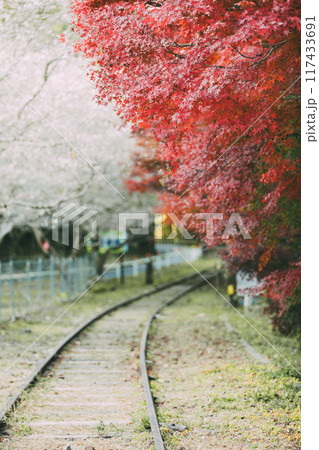 三河広瀬駅の紅葉と四季桜 117433691