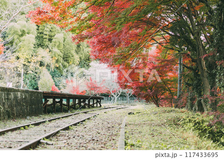 三河広瀬駅の紅葉と四季桜 三河広瀬駅の紅葉と四季桜 117433695