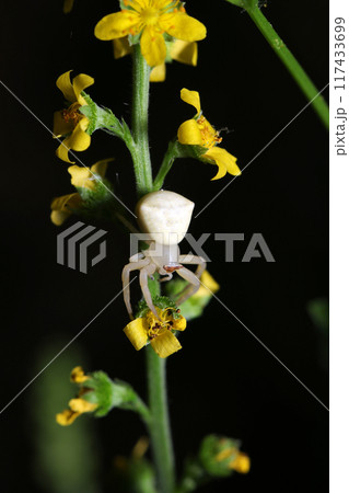 キンミズヒキの黄花と美白で茶色ゴーグルのアズチグモ(雌・自然光+ストロボ・マクロ接写) キンミズヒキの黄花と美白で茶色ゴーグルのアズチグモ(雌・自然光+ストロボ・マクロ接写) 117433699