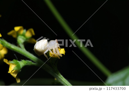 キンミズヒキの黄花の上で遠くを望む色白アズチグモ（雌・自然光+ストロボ・マクロ接写） 117433700