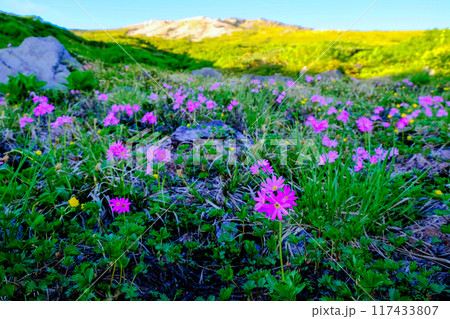 ハクサンコザクラ咲く白山山麓 117433807