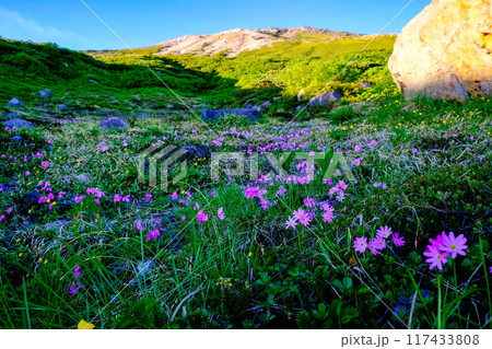 山麓の花畑 山麓の花畑 117433808