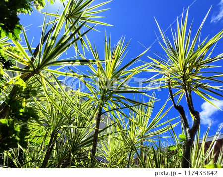 沖縄ライカムのコルジリネ 117433842