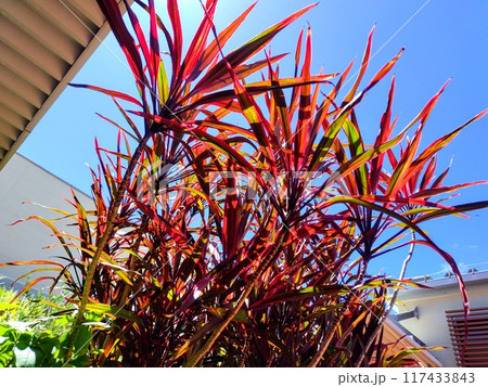 沖縄ライカムのコルジリネ 117433843