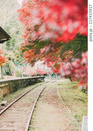 三河広瀬駅の紅葉と四季桜 三河広瀬駅の紅葉と四季桜 117433917