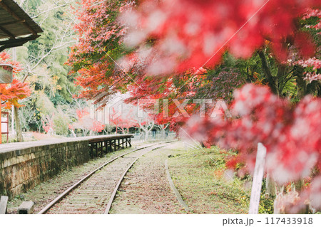 三河広瀬駅の紅葉と四季桜 117433918