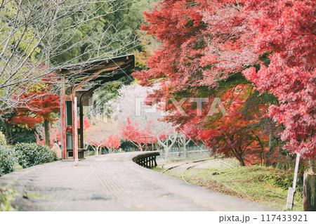 三河広瀬駅の紅葉と四季桜 117433921