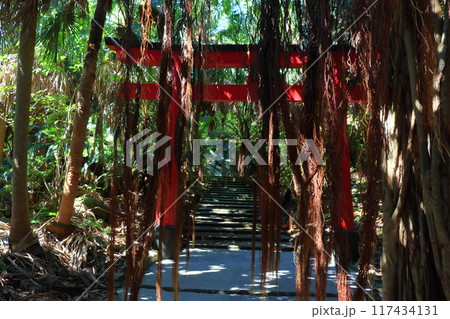 佐多岬 御崎神社の鳥居を覆うジャングル風の植物 佐多岬 御崎神社の鳥居を覆うジャングル風の植物 117434131