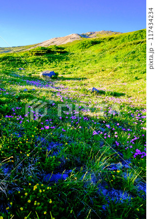 山麓の花畑（縦） 117434234