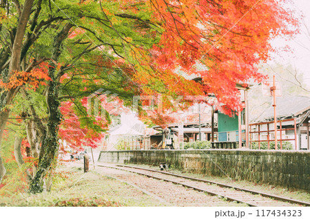 廃路線となった三河広瀬駅の紅葉 廃路線となった三河広瀬駅の紅葉 117434323