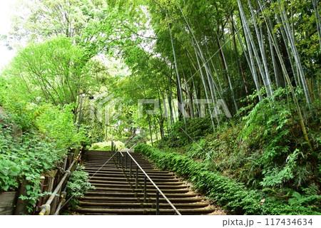 綾瀬市 城山公園(早川城跡)の新緑散策路と竹林 綾瀬市 城山公園(早川城跡)の新緑散策路と竹林 117434634