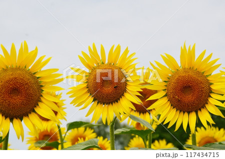 満開のひまわり畑 117434715