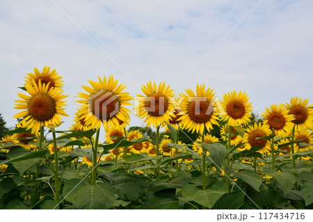 満開のひまわり畑 117434716