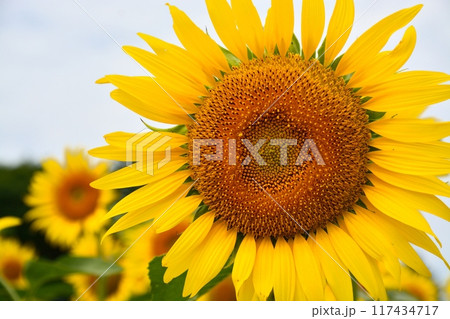 満開のひまわり畑 117434717