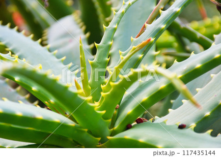 爪木崎のアロエの葉(静岡県下田市) 爪木崎のアロエの葉(静岡県下田市) 117435144