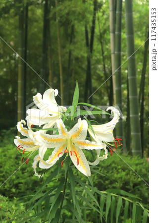 ヤマユリ ヤマユリ 117435153