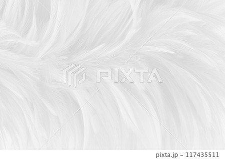 Beautiful white grey bird feathers pattern texture background. Beautiful white grey bird feathers pattern texture background. 117435511