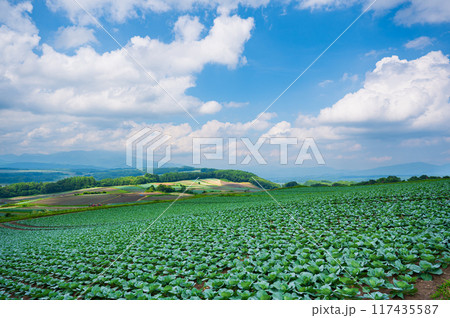 群馬県嬬恋パノラマラインの美しい緑のキャベツ畑 117435587