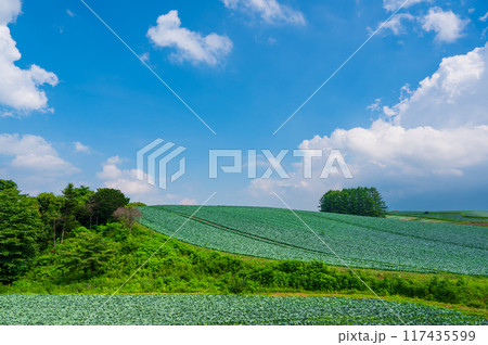 群馬県嬬恋村カラマツの丘のキャベツ畑 117435599