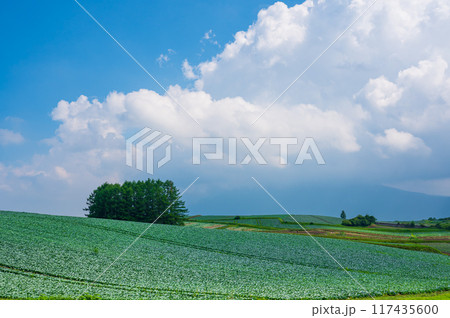 群馬県嬬恋村カラマツの丘のキャベツ畑 117435600