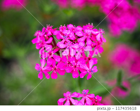 ムシトリナデシコのある風景 117435618