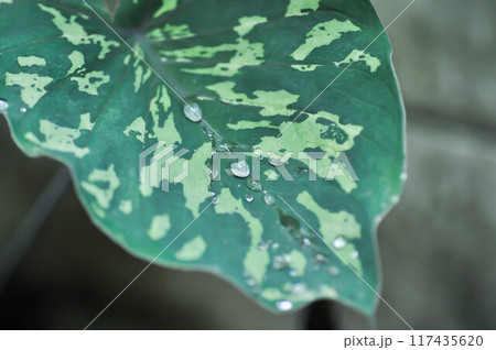 Colocasia Esculenta Hilo Beauty,Colocasia or Esculenta Hilo or Colocasia bicolor and rain drop 117435620