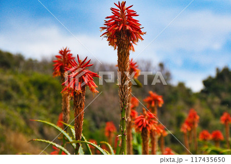 爪木崎のアロエ(静岡県下田市) 爪木崎のアロエ(静岡県下田市) 117435650