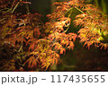 紅葉 117435655