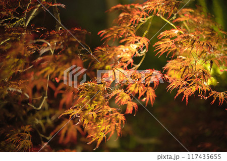 紅葉 117435655