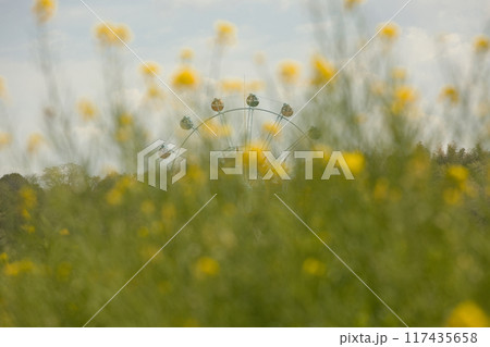 菜の花と観覧車 117435658