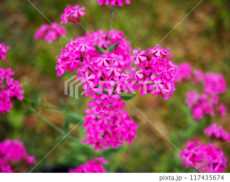 ムシトリナデシコのある風景 117435674